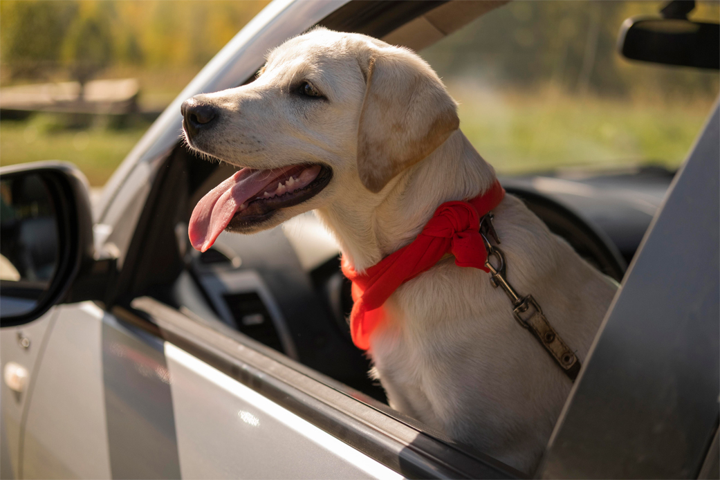 A importância de um cinto de segurança para o seu  cachorro. A importância de um cinto de segurança para o seu  cachorro.