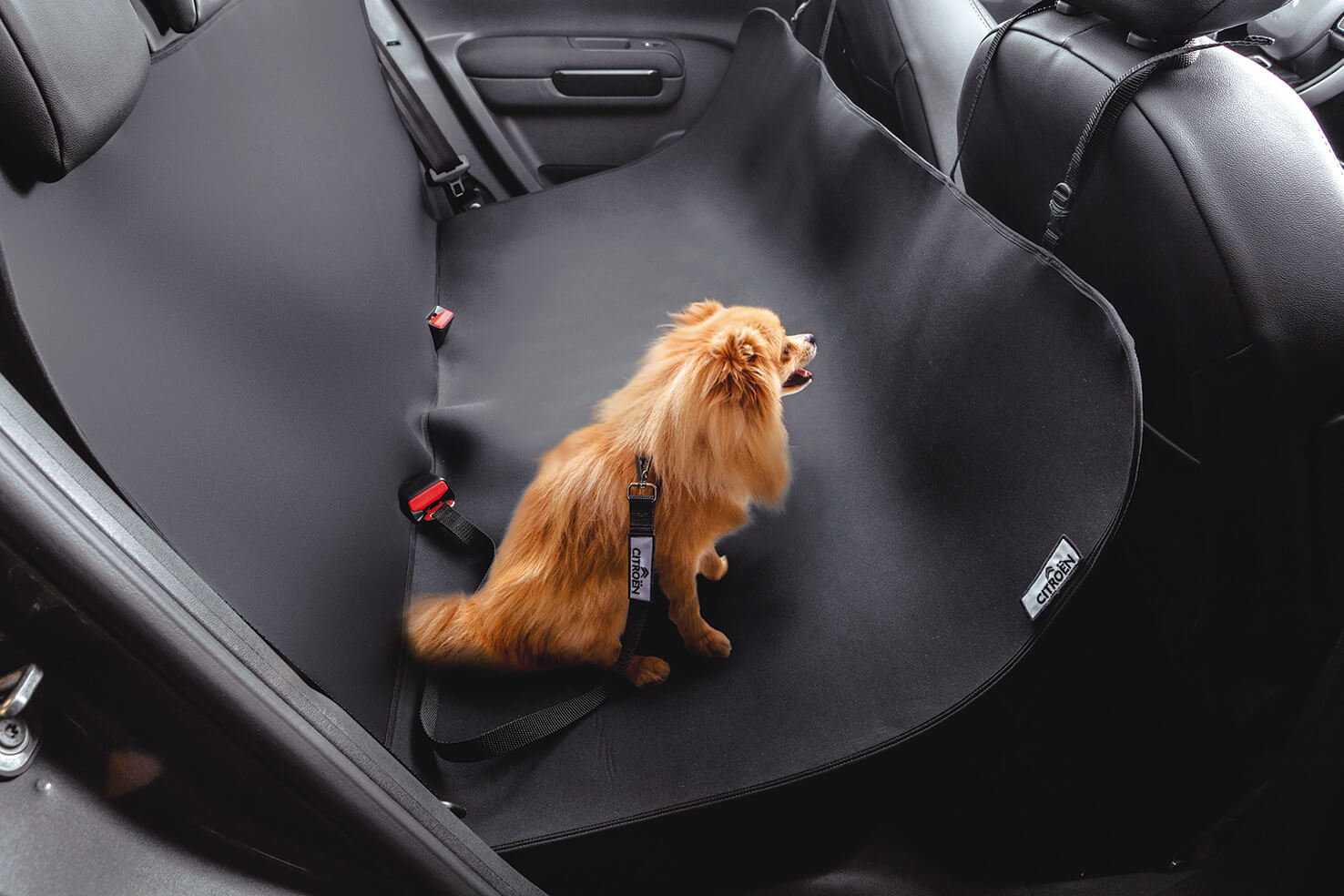 Citroën apresenta novo Kit Pet para o C4 Cactus: conforto e segurança para seu melhor amigo