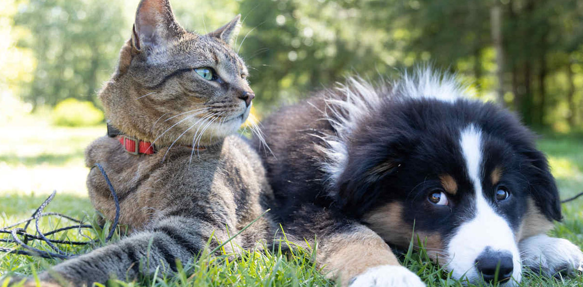 Assistência Pet: a tranquilidade que você precisa ter Assistência Pet: a tranquilidade que você precisa ter